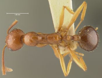 Media type: image; Entomology 28921   Aspect: habitus dorsal view